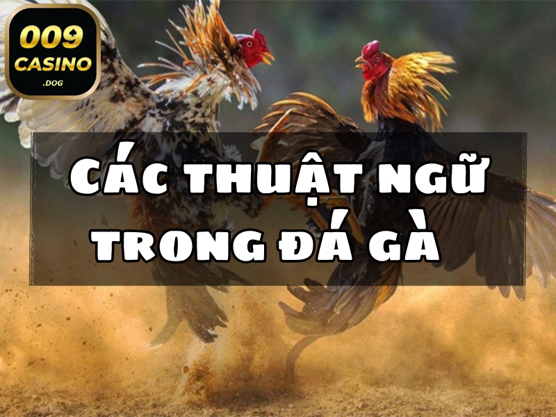 thuật ngữ trong đá gà